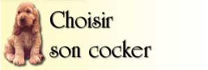 Image : Choisir son cocker