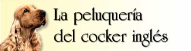 Image : La peluquería del cocker inglés