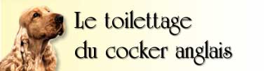 Image : Le toilettage du cocker anglais