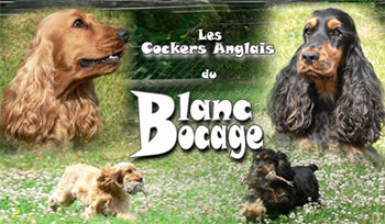 banniere du site