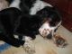 Quand le chien dort, les chats ne dansent pas, ils dorment aussi.